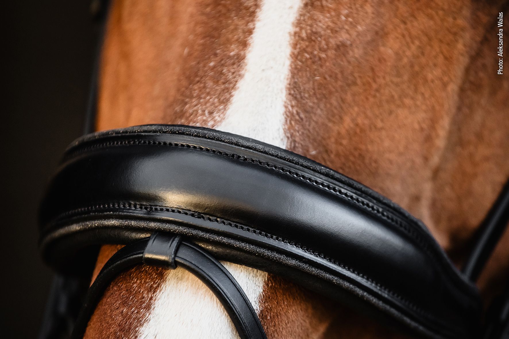 Schockemöhle Sports Trense SP Valencia