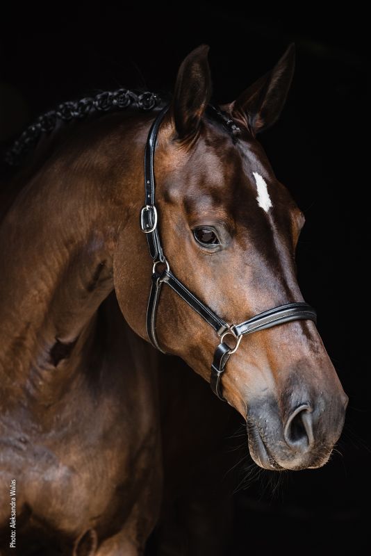 Schockemöhle Sports Halfter SP Ulm Pro