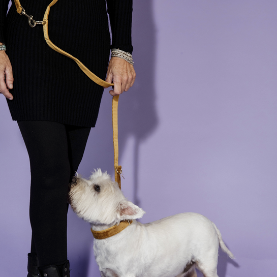 Kentucky Dogwear Hundeleine, velvet