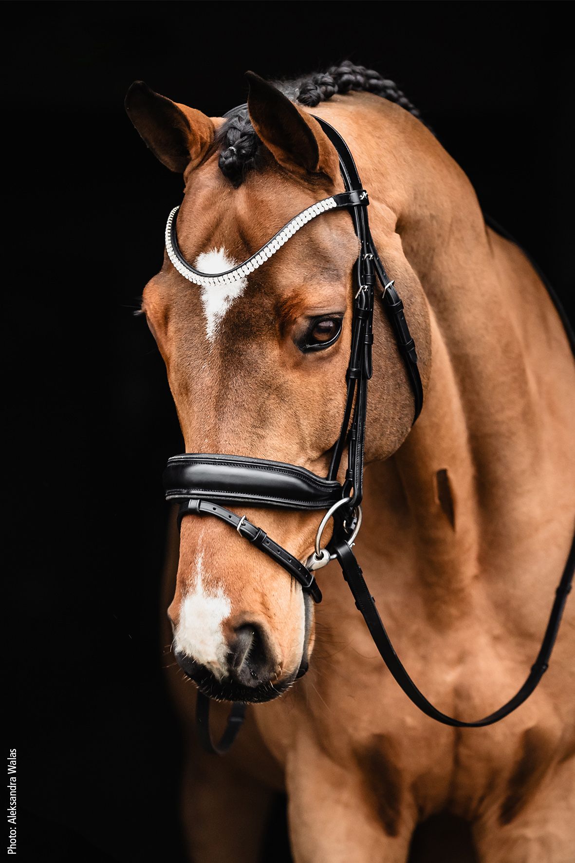 Schockemöhle Sports Trense SP Valencia