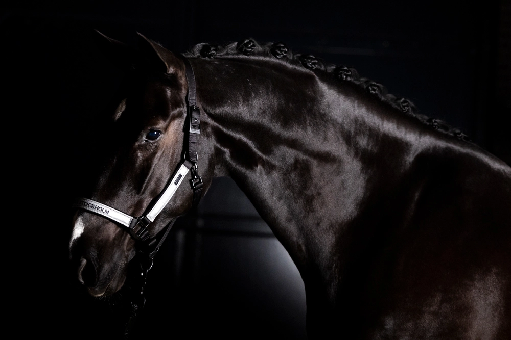 Equestrian Stockholm Halfter Luminous Black, mit Führstrick