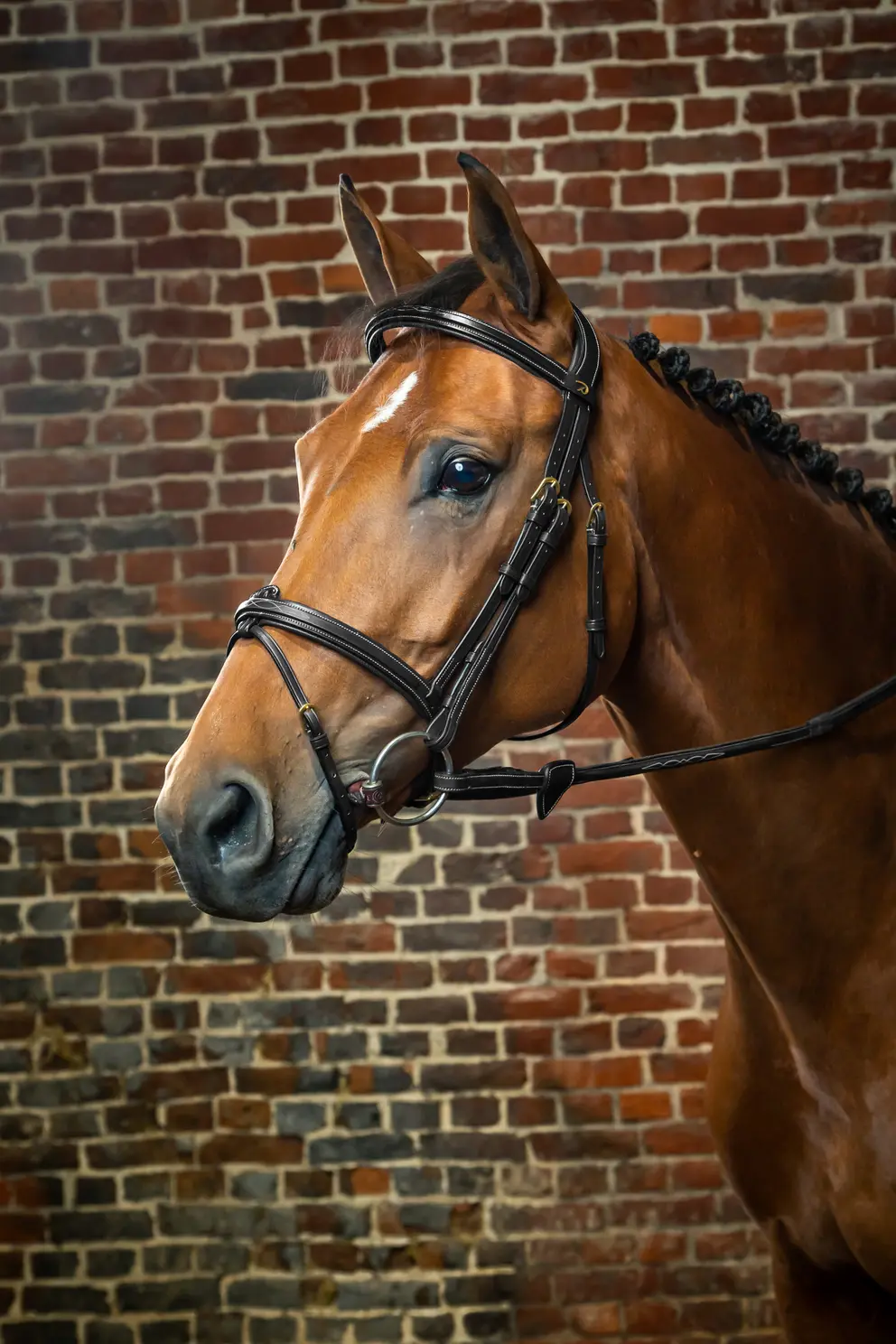 Dyon Trense mit kombiniertem Reithalfter D Collection