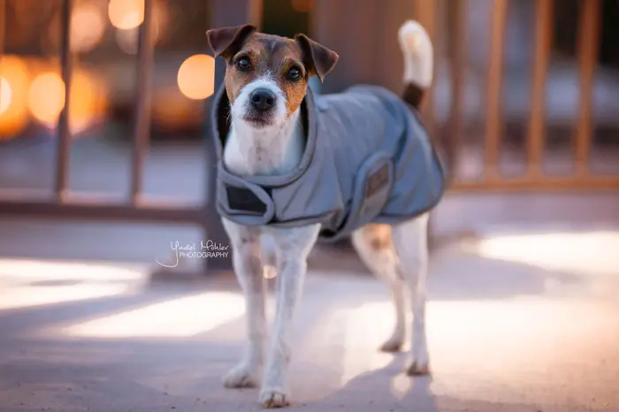 Kentucky Dogwear Hundemantel reflektierend & water repellent