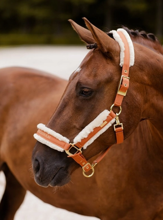 halfbr1 Equestrian Stockholm Halfter mit Bronze Gold, mit Führstrick