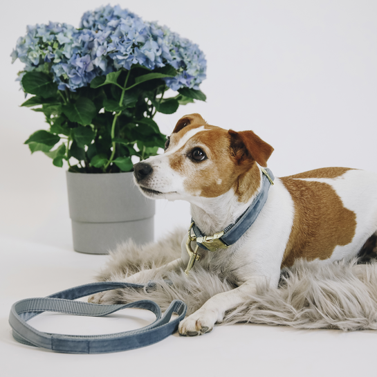 42538hellblau Kentucky Dogwear Hundehalsband, velvet