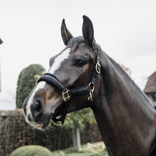 Kentucky Horsewear Glitter Stone Halfter