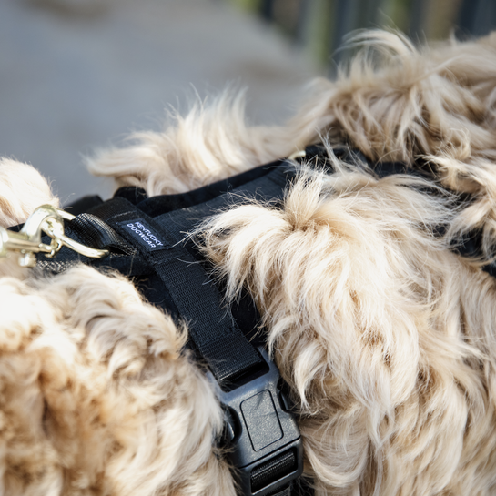 Kentucky Dogwear Hundegeschirr, aktiv velvet